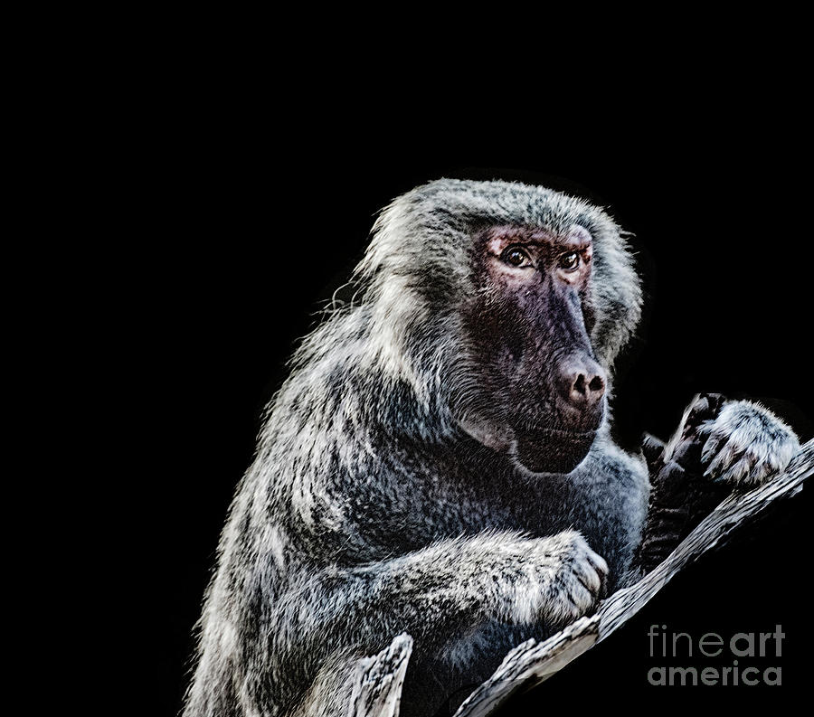 Baboon on black  Photograph by Ruth Jolly