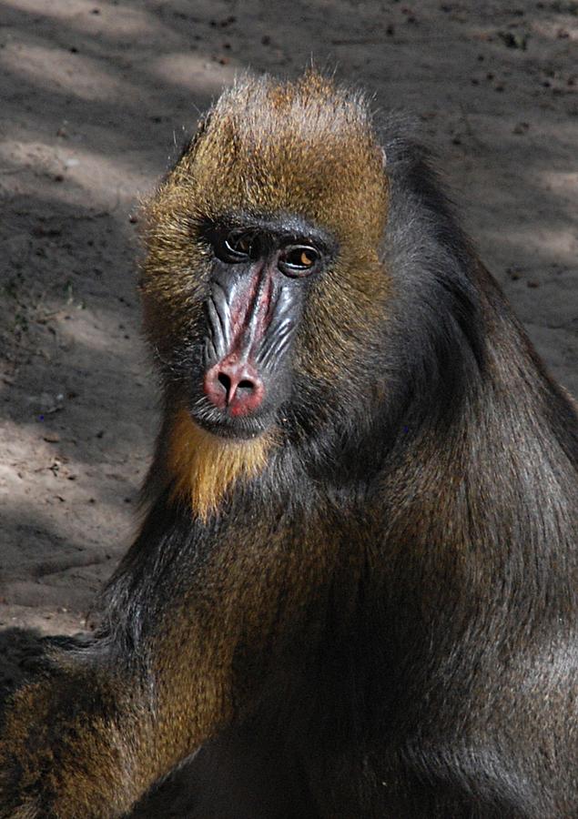 Baboon Portrait Photograph by Kenny Glover