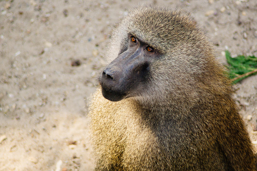 Baboon Portrait Photograph by Pati Photography - Fine Art America