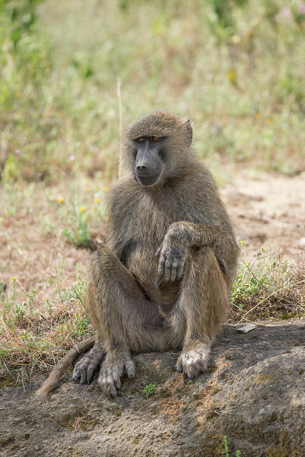 Baboon sitting down with paw on knee Photograph by Ndp - Pixels