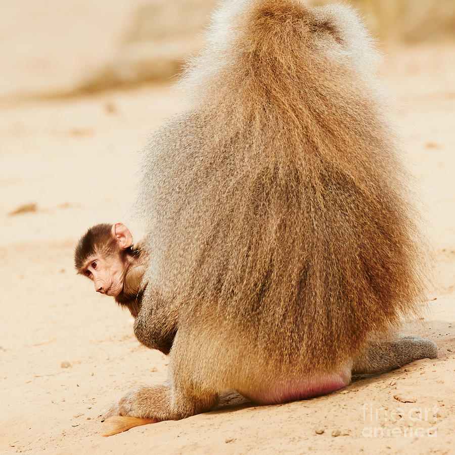Nature Photograph - Baboon with a baby  by Nick  Biemans
