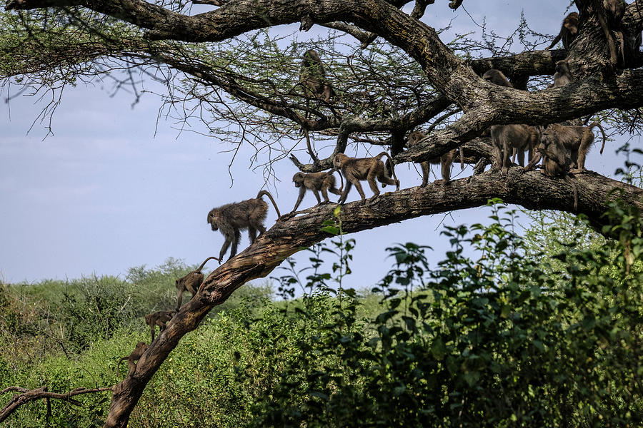 Baboons On A Limb Photograph