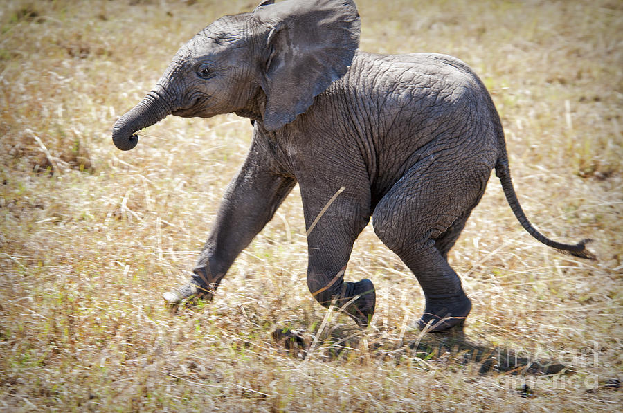 Baby African Elephant at Play Photograph by Paulette Sinclair