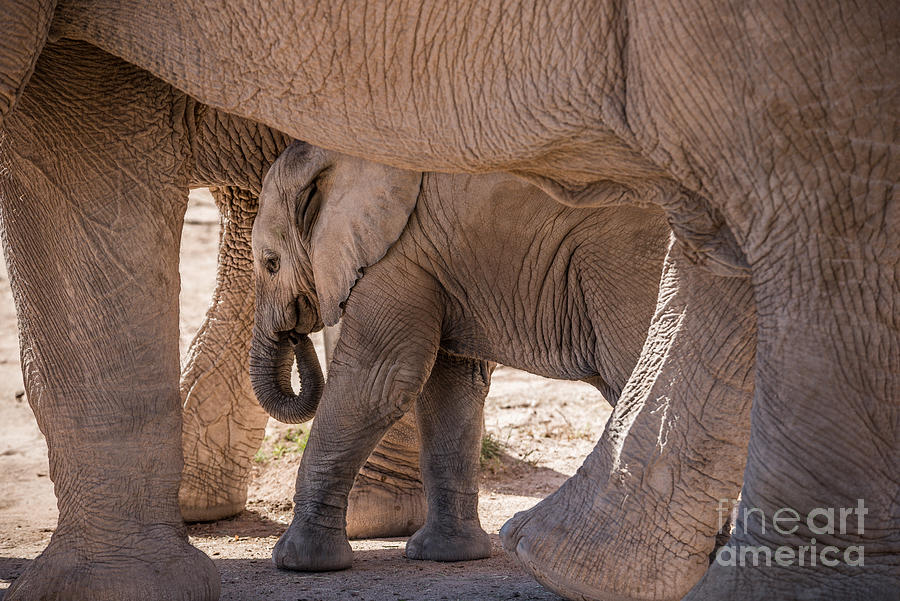 Baby African Elephant Between Mothers Legs Photograph