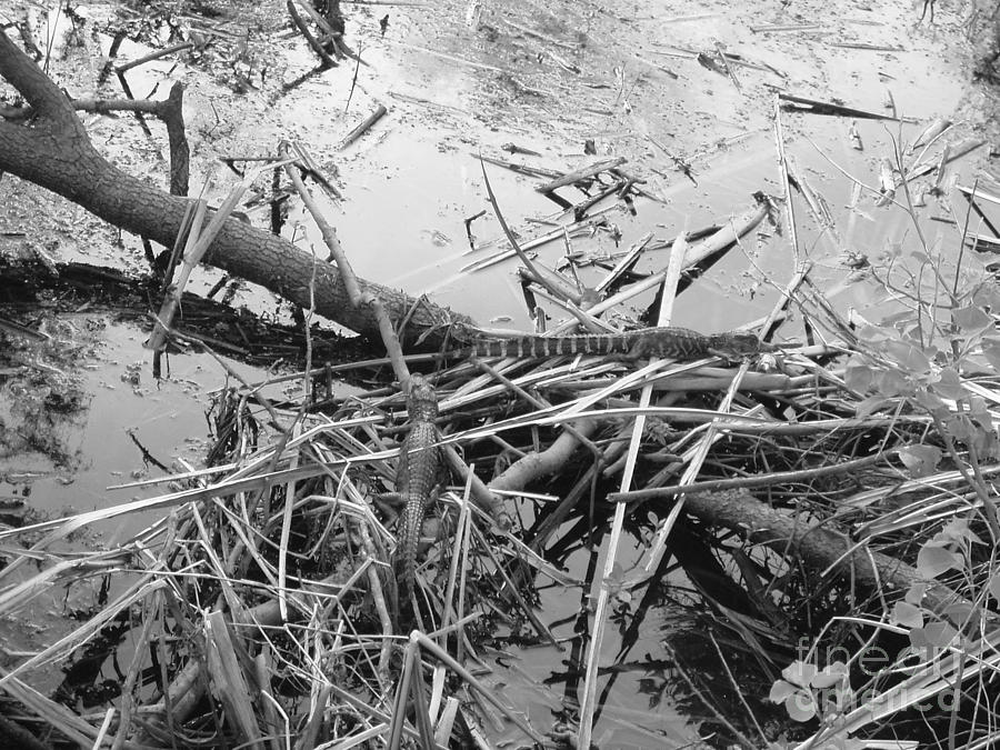 Baby Alligators Sunning Bw Version Photograph