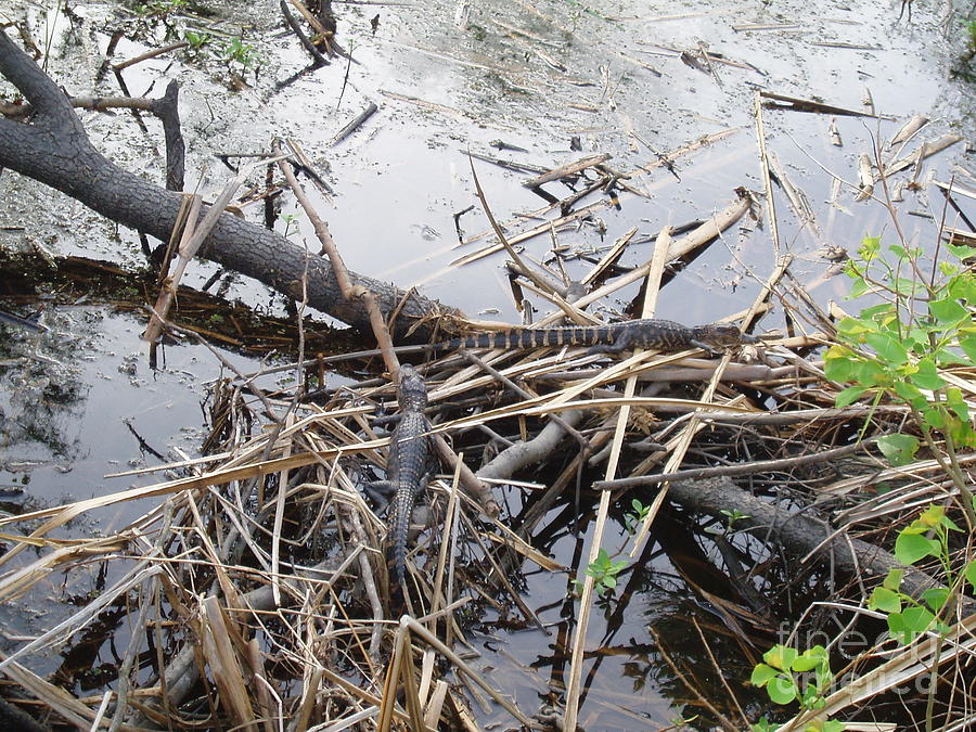 Baby Alligators Sunning Photograph