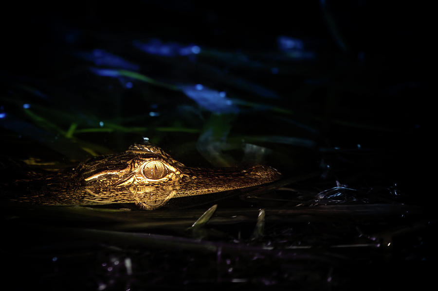 Baby Alligator at Night Photograph by Mark Andrew Thomas
