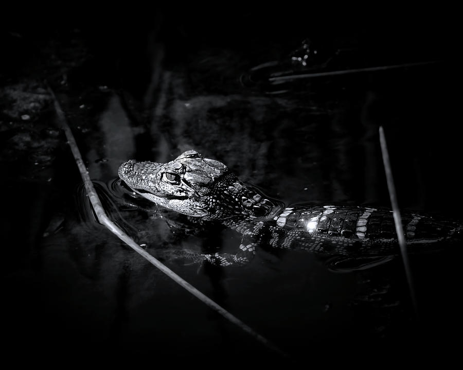 Baby Alligator at Sunrise Photograph by Mark Andrew Thomas