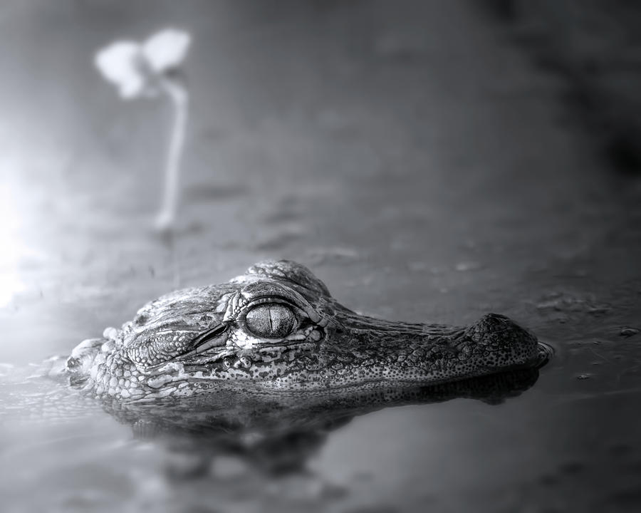 Baby Alligator Close Up Photograph by Mark Andrew Thomas