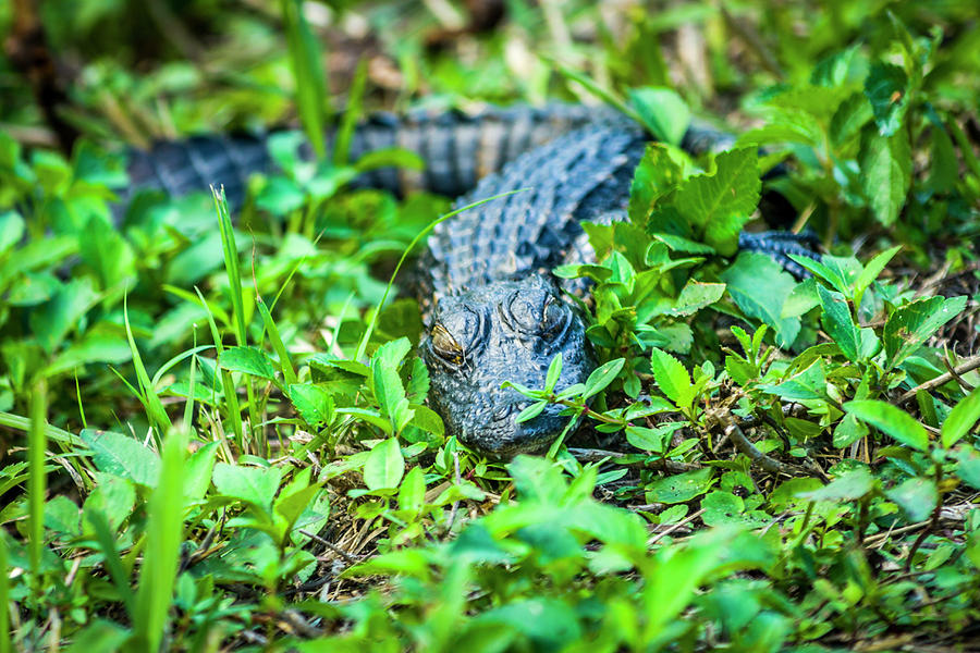 Baby Alligator Photograph by Daniel Murphy