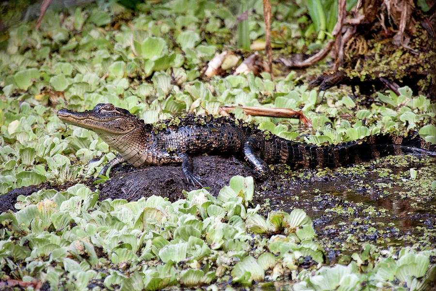Alligator Photograph - Baby Alligator Hanging out on Log by Sandy Swanson