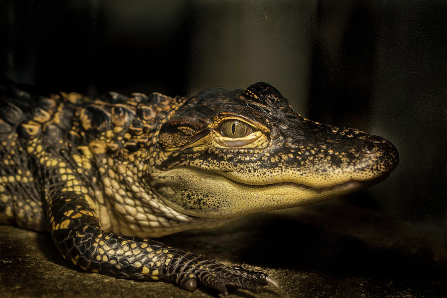 Baby alligator Photograph by Jean Noren