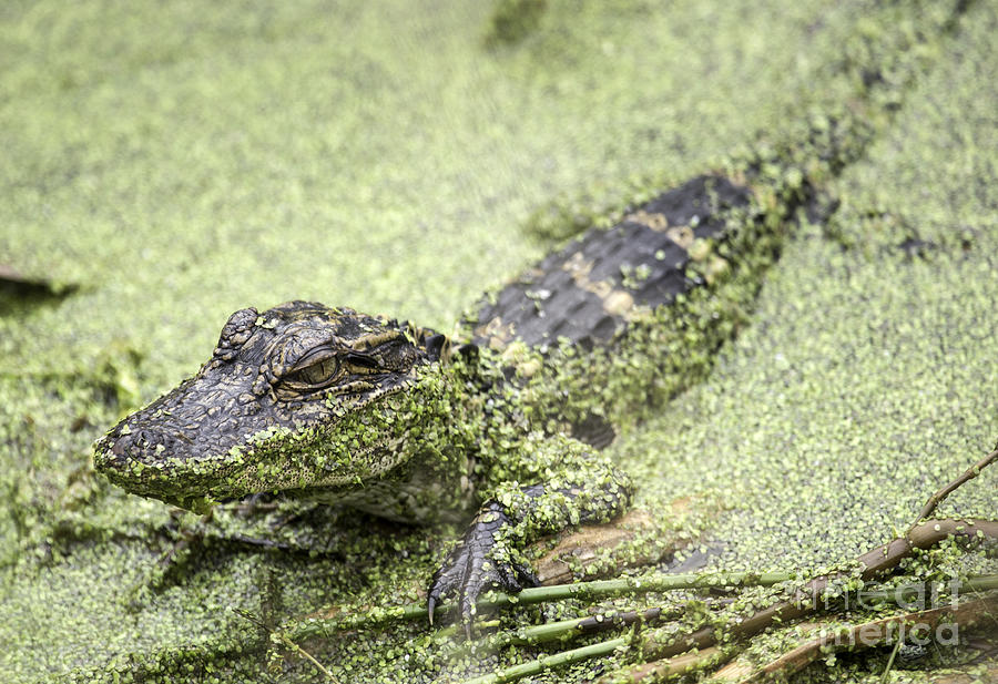 Baby Alligator Photograph by Jeannette Hunt