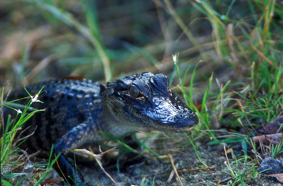 Baby Alligator Photograph by John Burk
