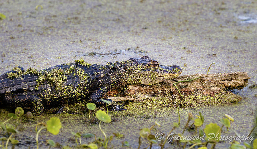 Baby Alligator Photograph by Les Greenwood
