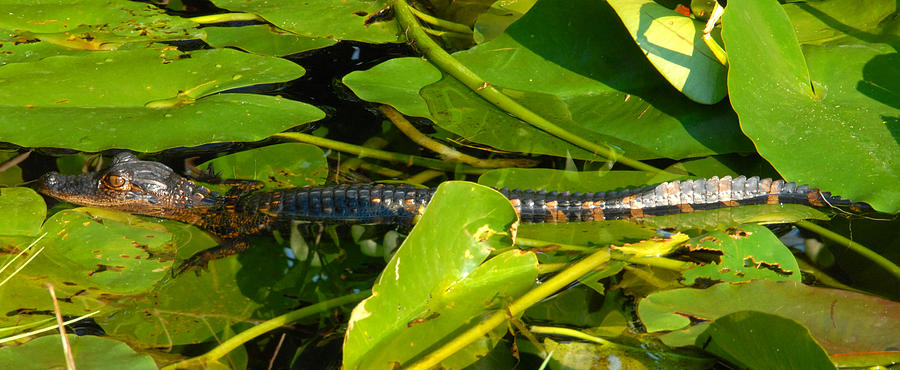 Baby Alligator pano Photograph by David Lee Thompson