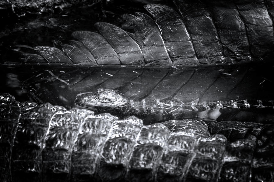 Baby Alligator Playpen Photograph by Mark Andrew Thomas