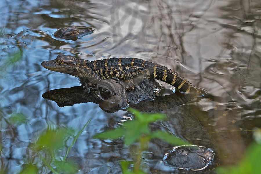 Baby alligator resting on mom Photograph by Carl Smith - Pixels