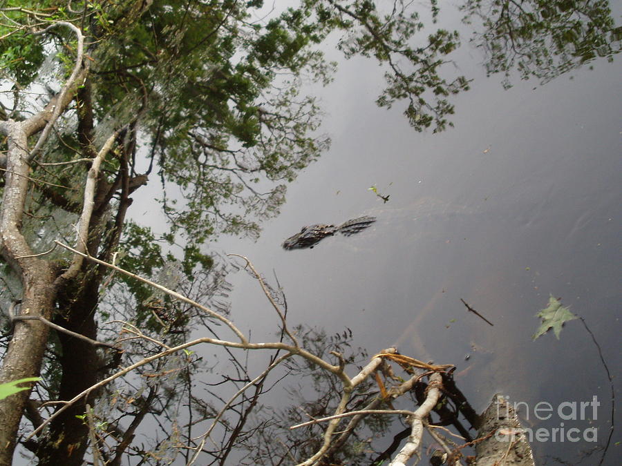 Baby Alligator Surfacing Photograph