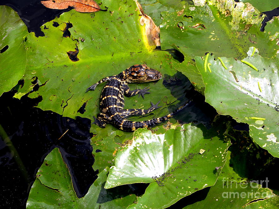 Baby Alligator Photograph by Terri Mills