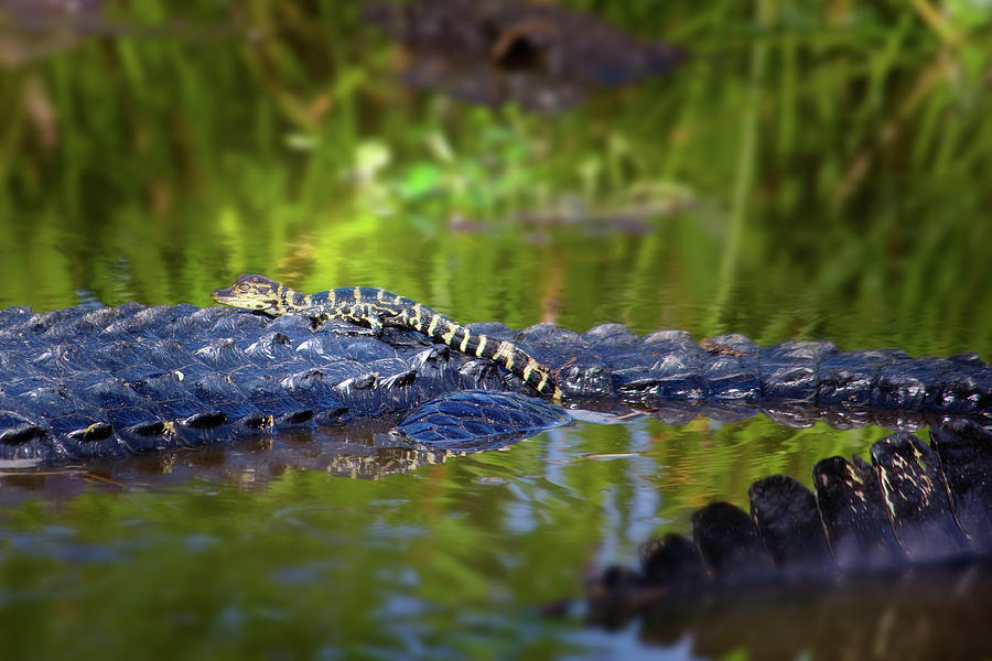 Baby Alligator With Mother  Photograph by Mark Andrew Thomas