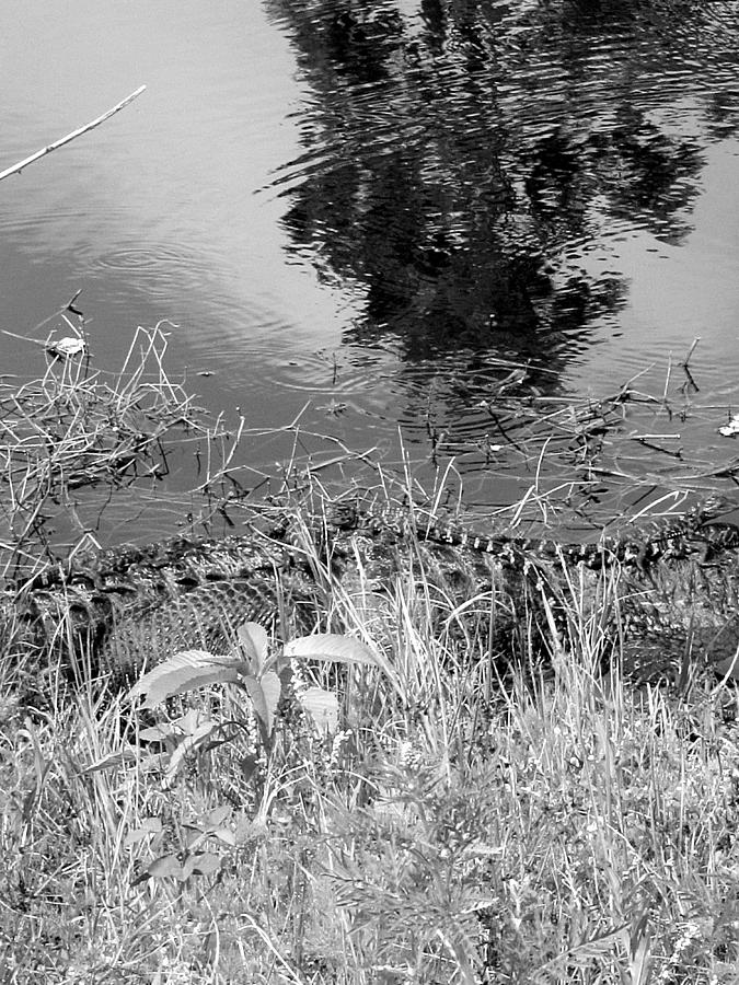 Baby Alligators 4 in Black and White Photograph by Christopher Mercer