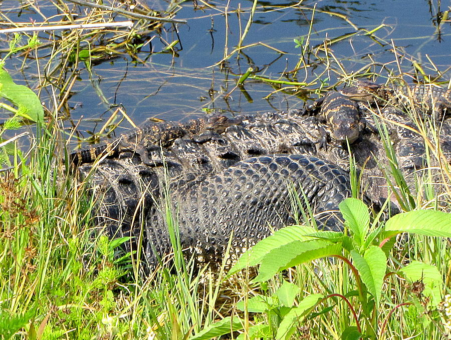 Baby Alligators 5 Photograph by Christopher Mercer