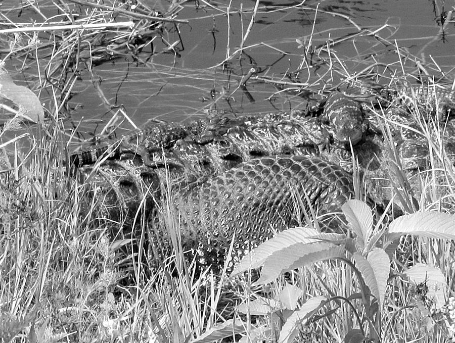 Baby Alligators 5 in Black and White   Photograph by Christopher Mercer