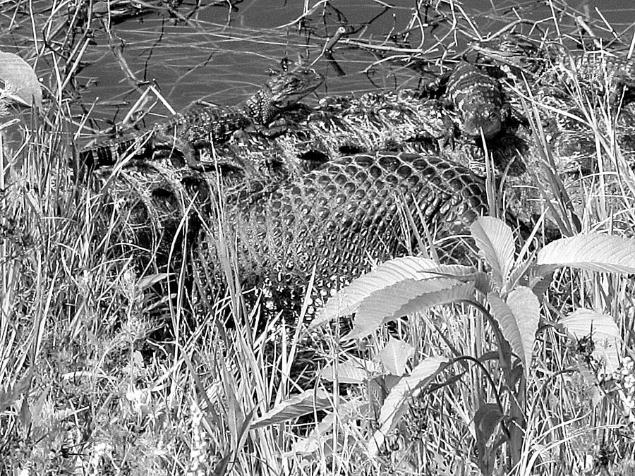 Baby Alligators 6 in Black and White  Photograph by Christopher Mercer