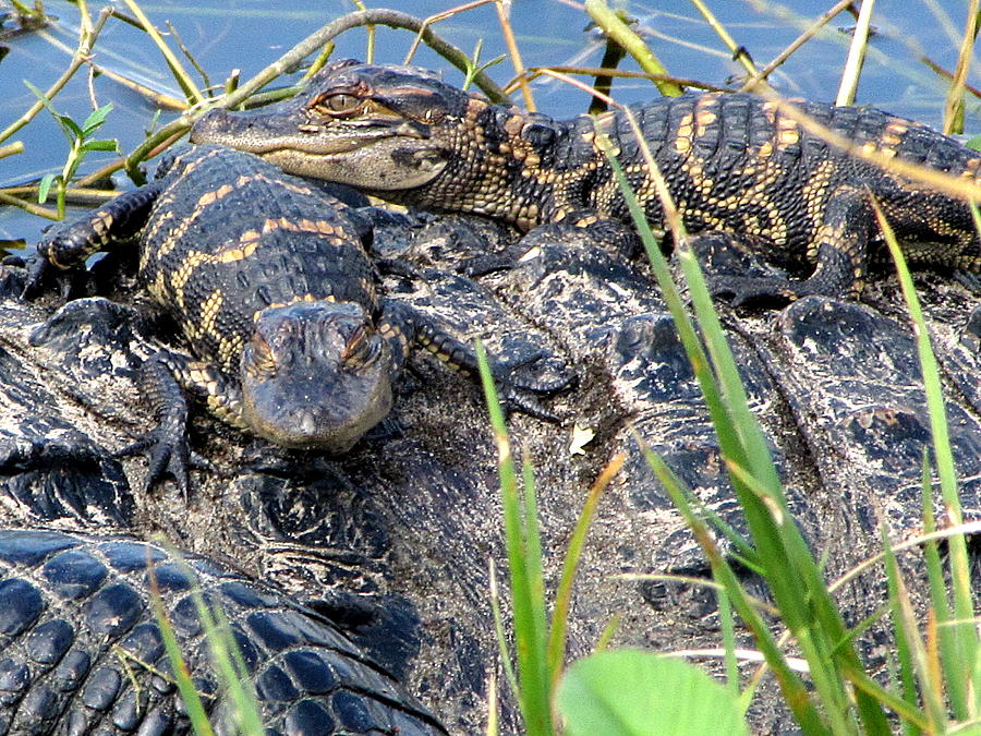  Baby Alligators 7 Photograph by Christopher Mercer