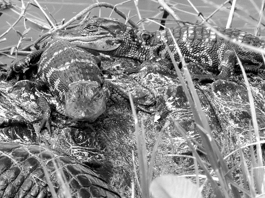 Baby Alligators 7 in Black and White Photograph by Christopher Mercer