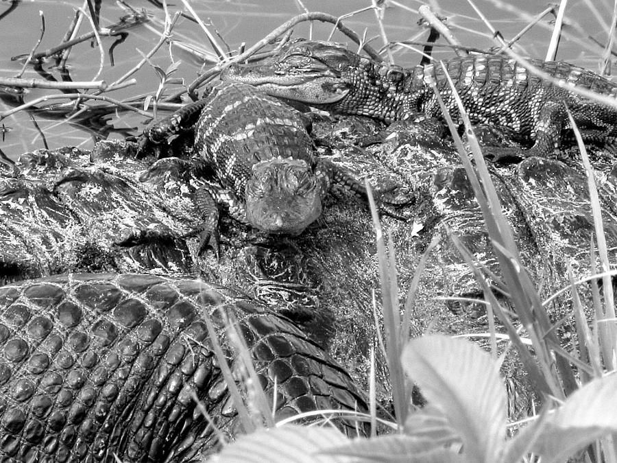 Baby Alligators 8 in Black and White Photograph by Christopher Mercer