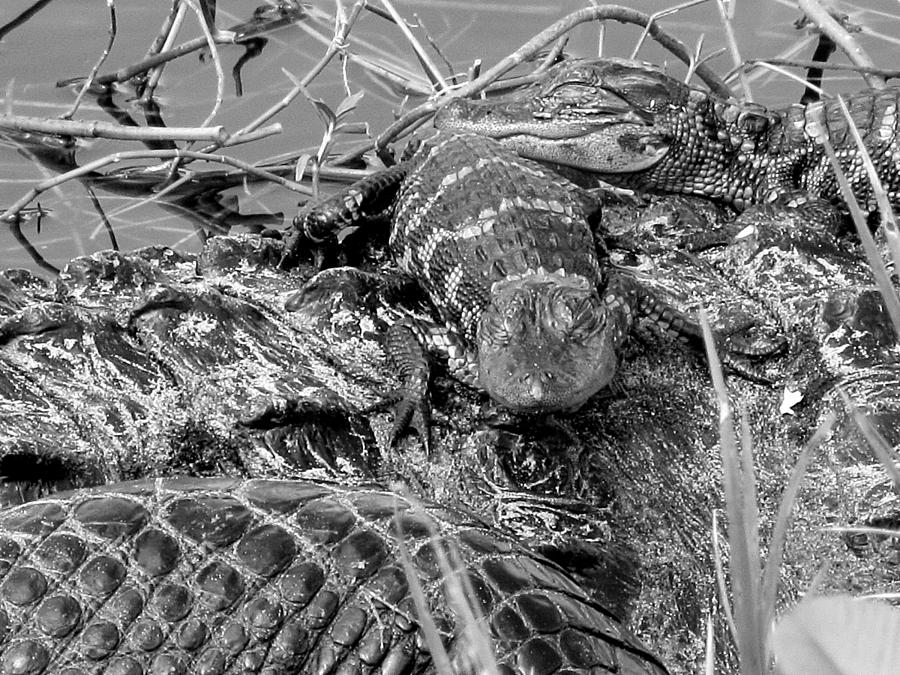 Baby Alligators 9 in Black and White Photograph by Christopher Mercer