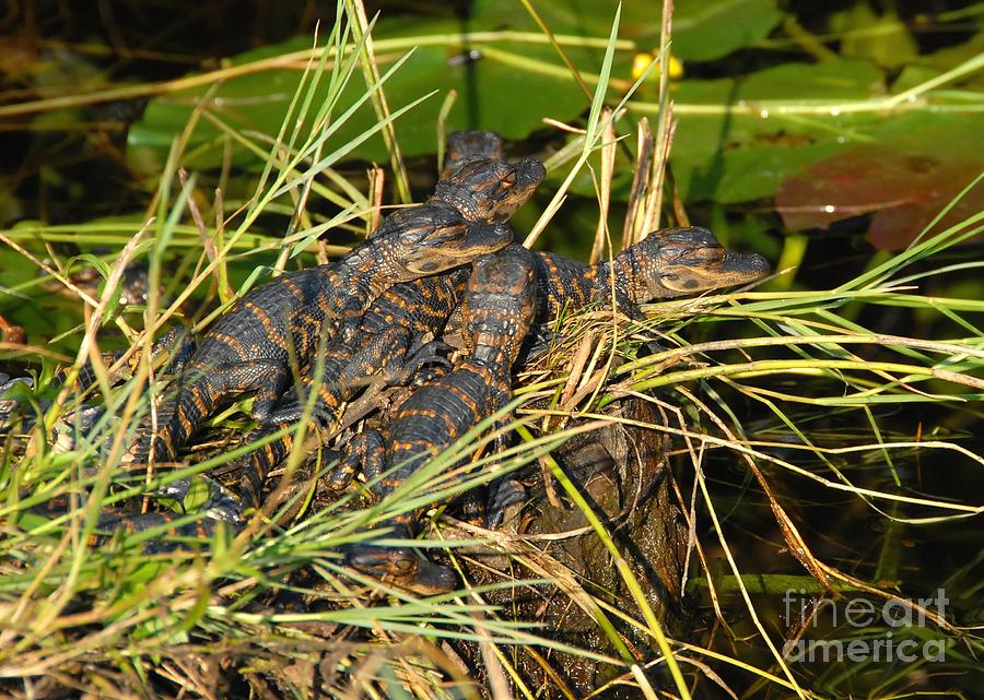 Baby Alligators Photograph by David Lee Thompson