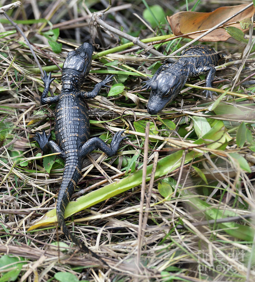 Baby Alligators Photograph By Svetlana Foote Pixels