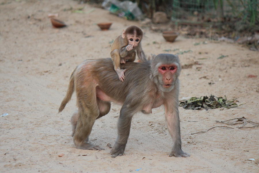 Baby and Mama Monkey, Govardhan Photograph by Jennifer Mazzucco