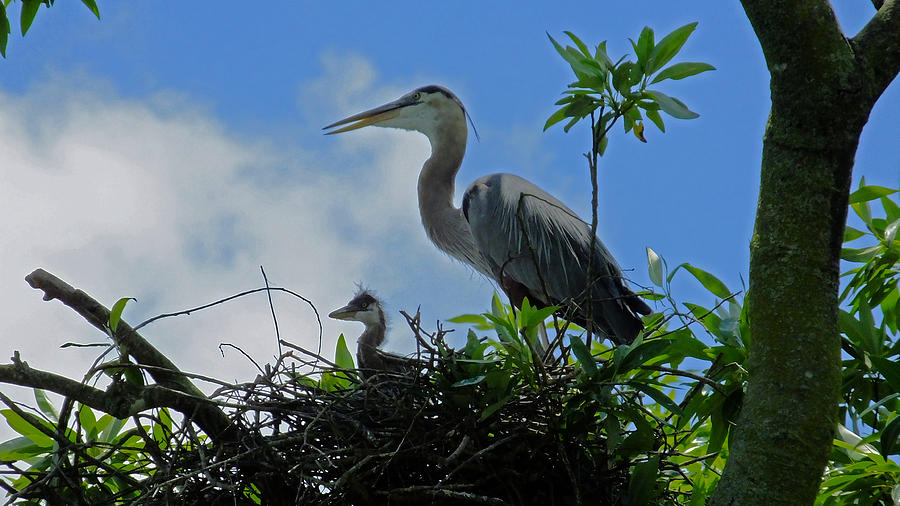 Baby and Mom Great Blue Heron Photograph by Judy Wanamaker