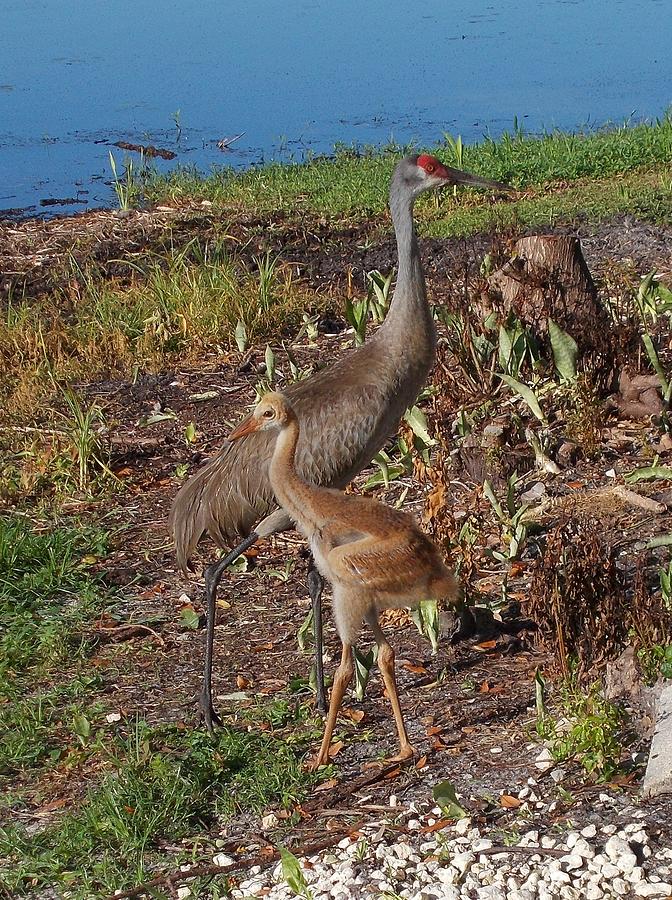 Baby and mother sandhill cranes Photograph by Elaine F - Fine Art America