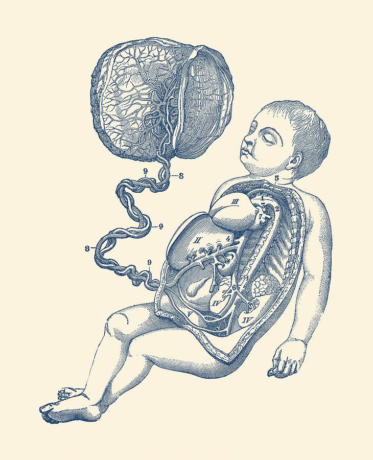 Baby and Placenta - Gut Diagram - Anatomy Print Drawing by Vintage Anatomy Prints