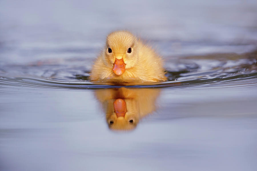Sunset Photograph - Baby Animals Series - Yellow Duckling by Roeselien Raimond