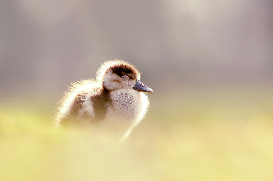 Goose Photograph - Baby Animals Series - Zen Gosling by Roeselien Raimond