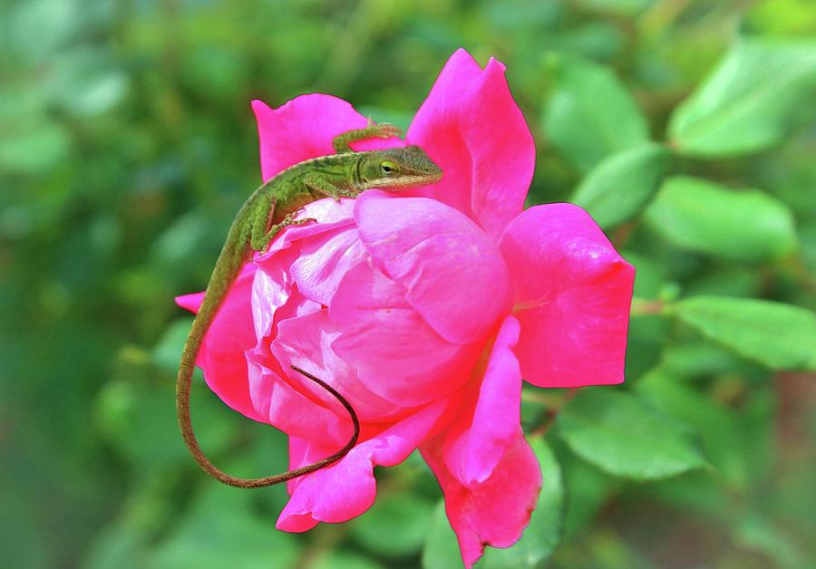 Baby Anole On Pink Rose Photograph by Cynthia Guinn