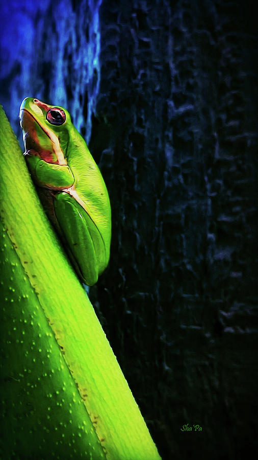 Nature Digital Art - Baby Australian Tree Frog by ShaPa
