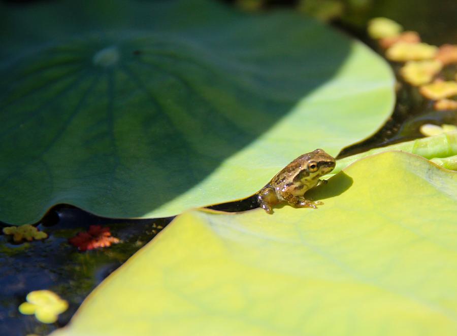 Frog Photograph - Baby Baja Tree Frog Emerges From Lotus Leaf by Deanne  Rotta