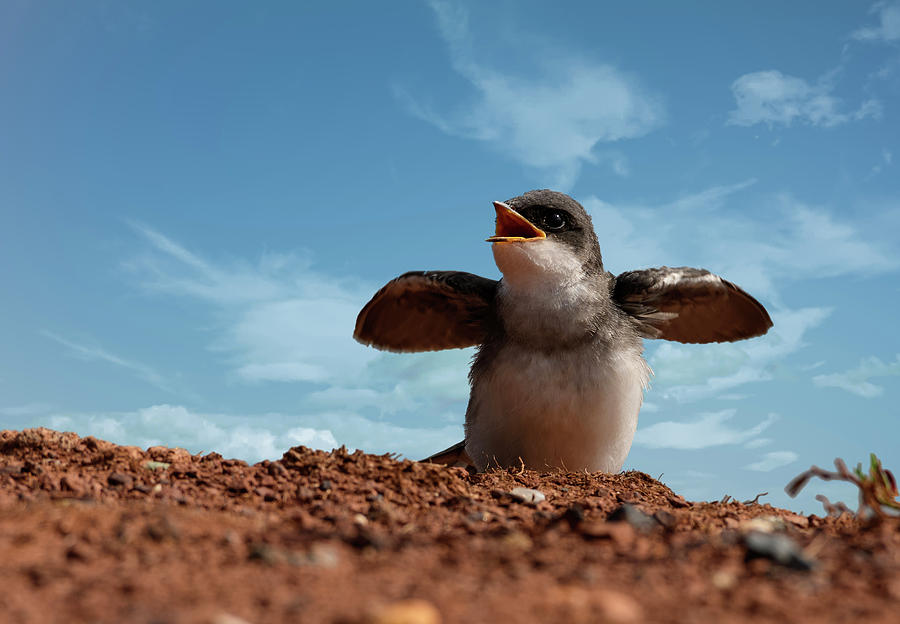 Baby bank swallow Photograph by Sam Rino