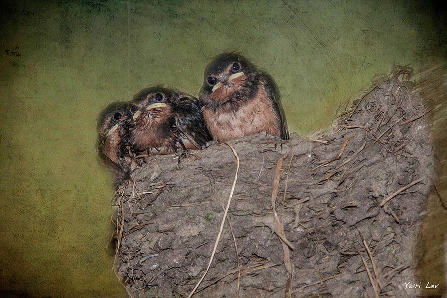 Wildlife Photograph - Baby Barn Swallows by Yuri Lev