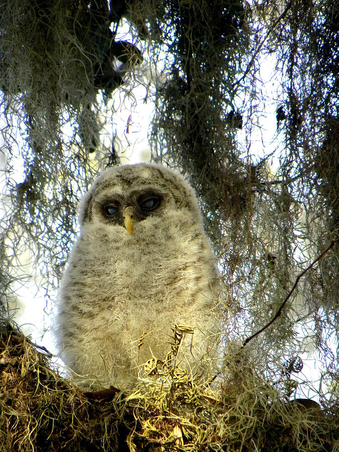 Baby Barred Owl 002 Photograph by Christopher Mercer