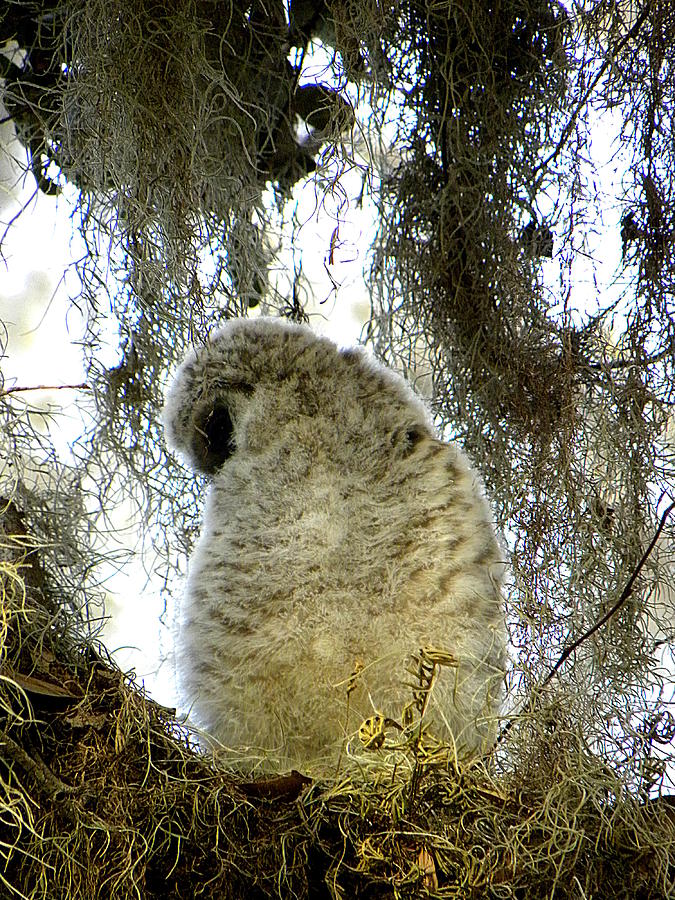 Baby Barred Owl 004  Photograph by Christopher Mercer