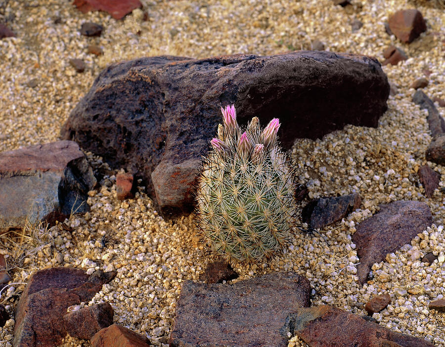 Baby Barrel Cactus Photograph by Paul Breitkreuz