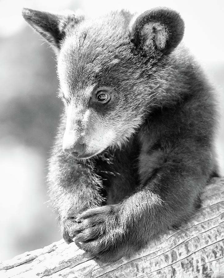 Wildlife Photograph - Baby Bear Cub by Athena Mckinzie